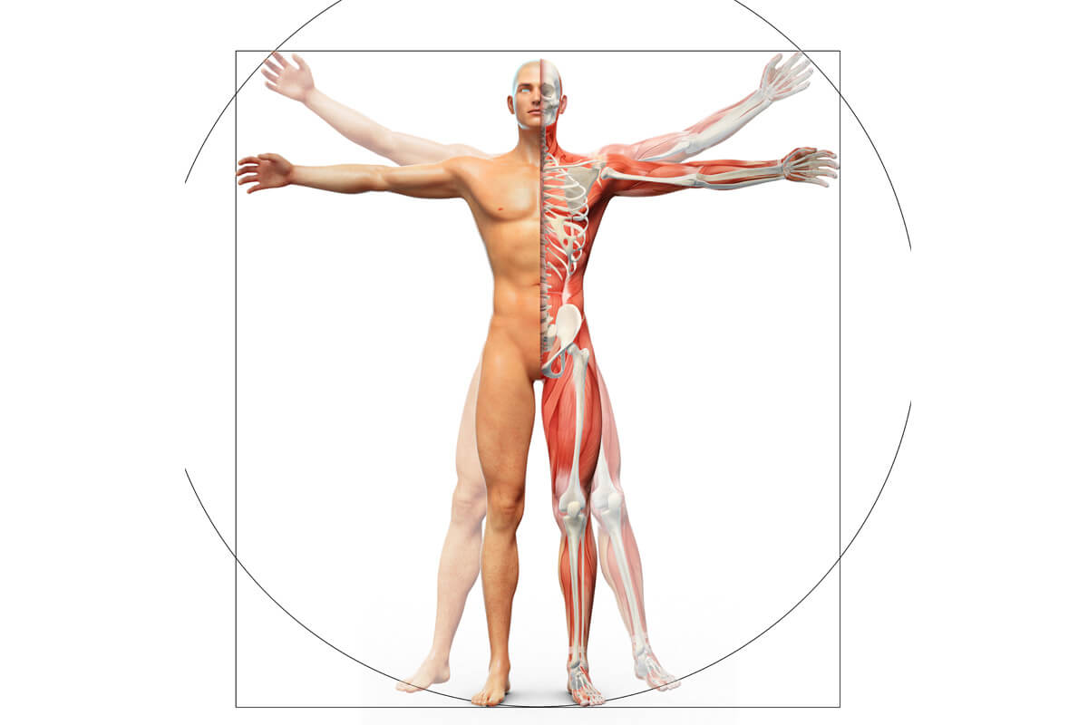 Mensch abgebildet mit Knochen und Muskeln